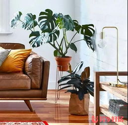 在澳洲生活，幫你盤點那些省時又省錢的家居實用好物